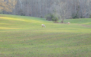 Mechum View Farm