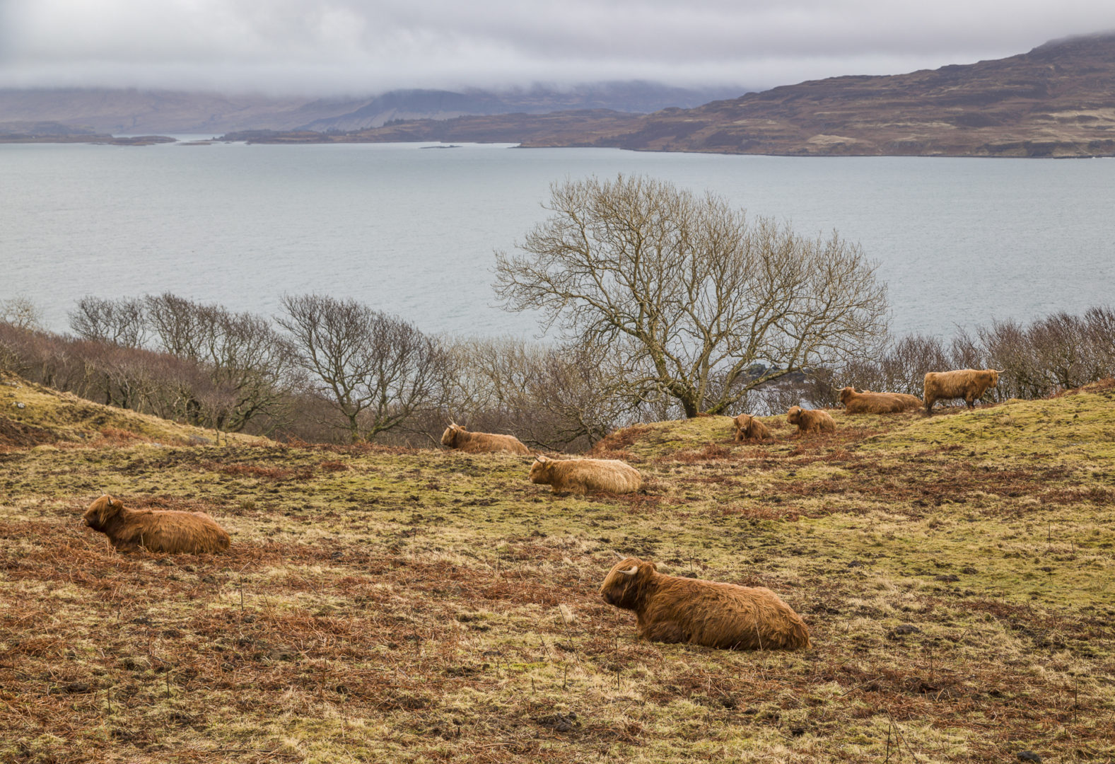 Isle of Mull, Scotland